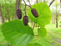 Pengetahuan Tentang Tumbuhan Alnus Glutinosa