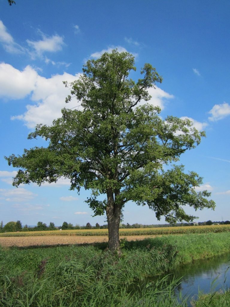 Pengetahuan Tentang Tumbuhan Alnus Glutinosa1