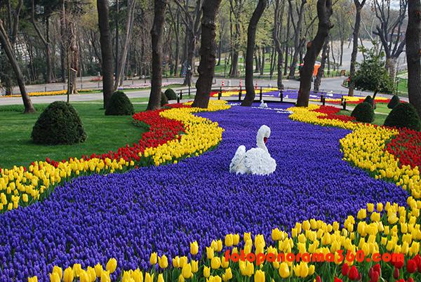 Bunga Tulip Daerah Turki