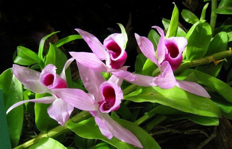 Bunga Wild Orchid Keindahan Alam yang Menawan di Turki 