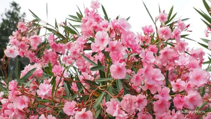 Eksplorasi Pesona yang Memikat Bunga Oleander di Turki