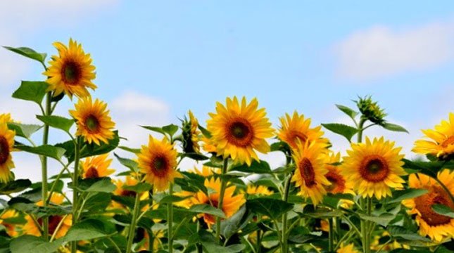 Keindahan Alam Bunga Matahari (Helianthus) Turki