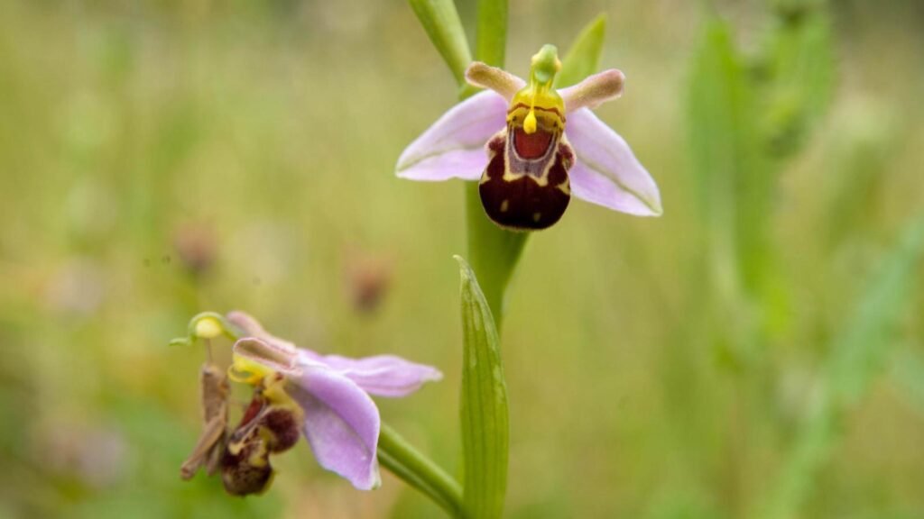 Keunikan Dan Keindahan Alami Anggrek Turki (Ophrys)