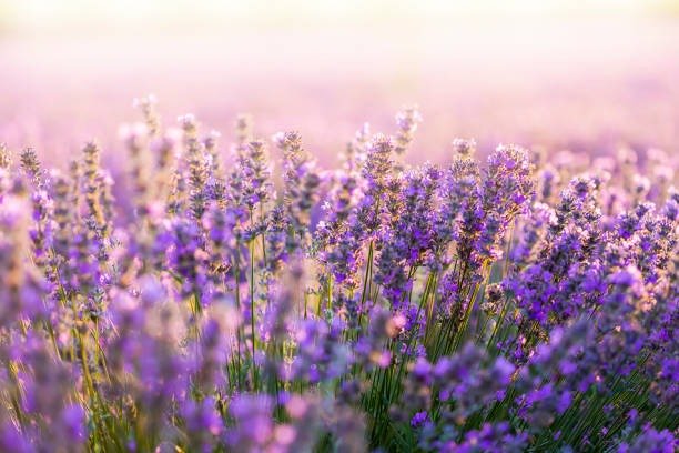 Pesona Dan Aroma Menyegarkan Lavender (Lavandula) Turki